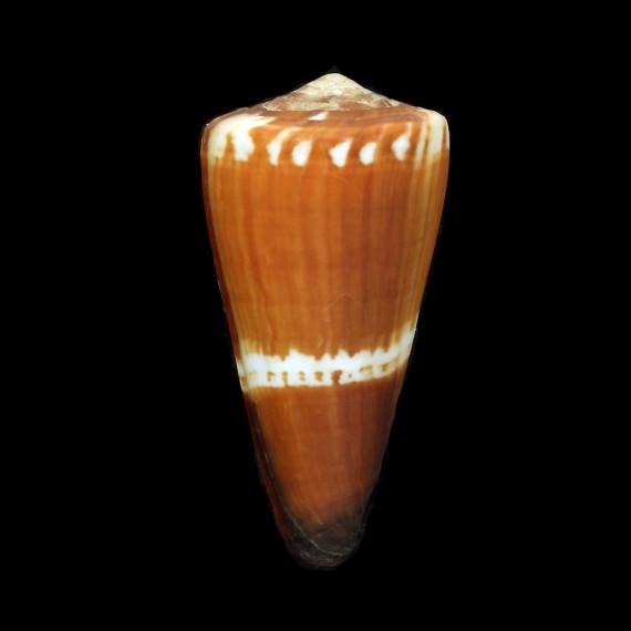 lithoglyphus 62,0mm