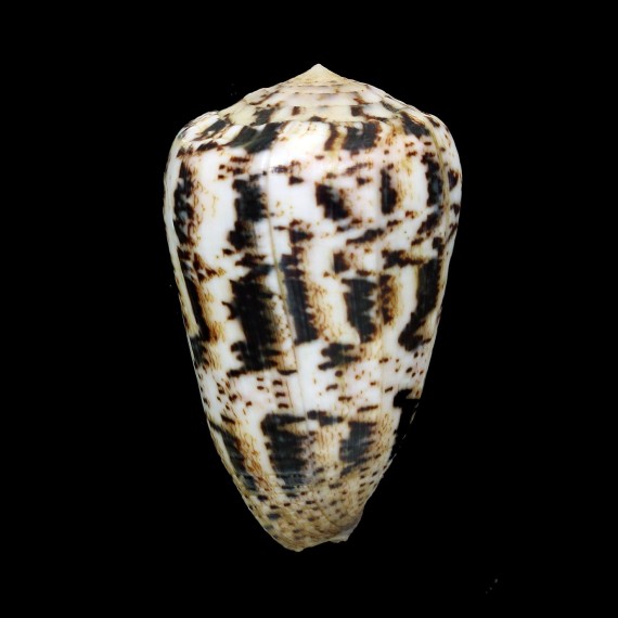 zeylanicus 69,0mm