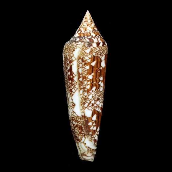 bengalensis 107,5mm