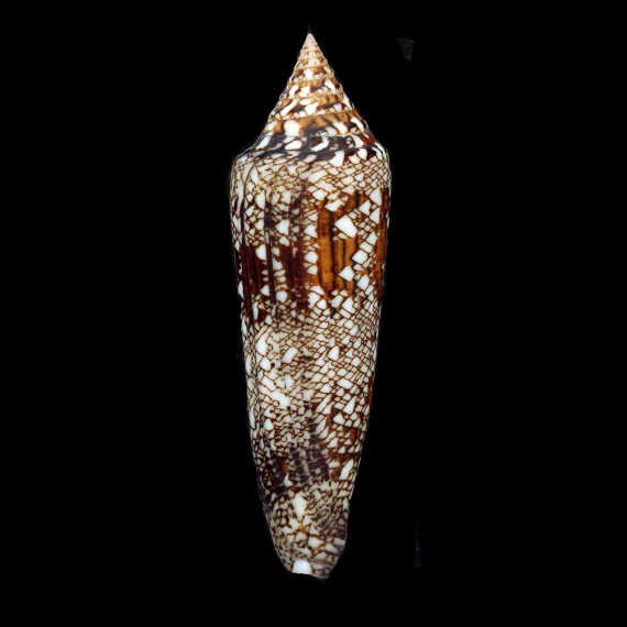 bengalensis 108,2mm