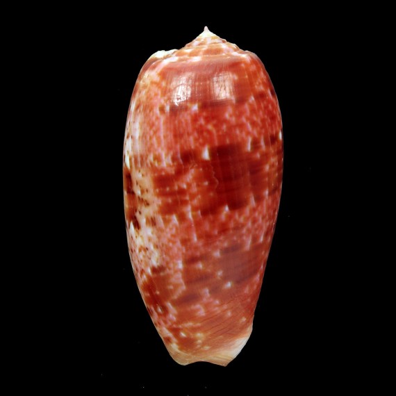 bullatus 66,2mm