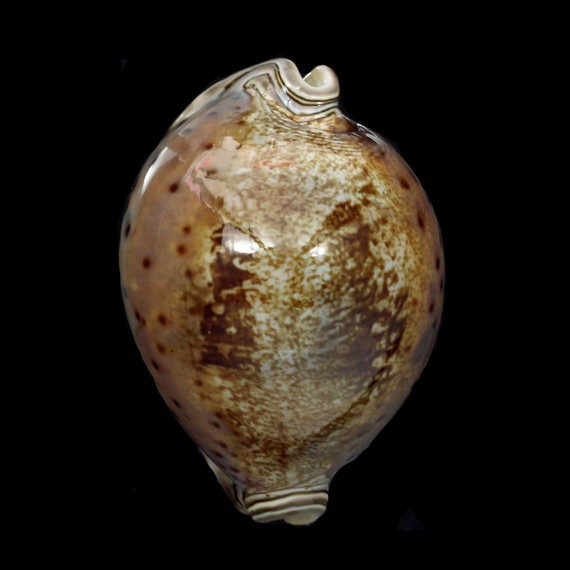 valentia 88,0mm