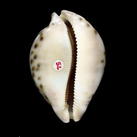 valentia 88,0mm