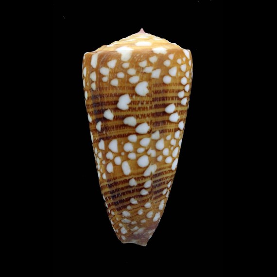 nobilis victor 49,0mm