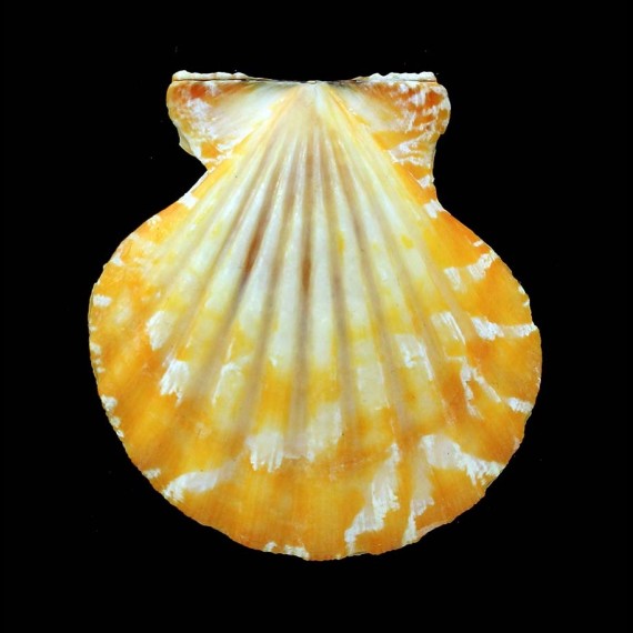 vexillum 55,2mm Rare color