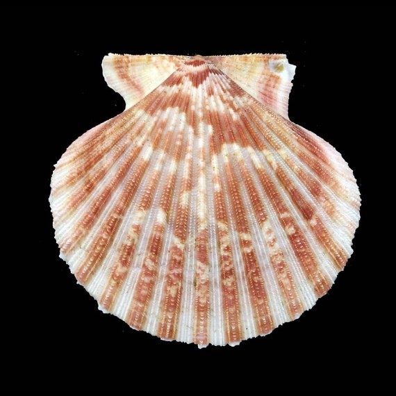 tehuelchus 76,1mm