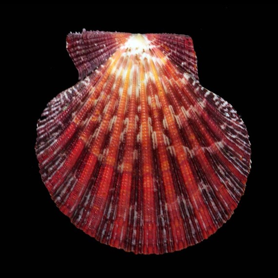 pallium 64,0mm