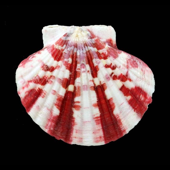 reevei 51,0mm