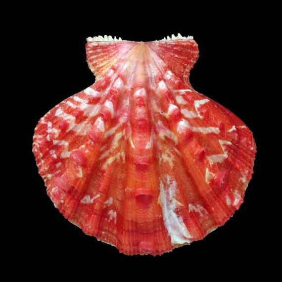 cranmerorum 70,0mm RARE