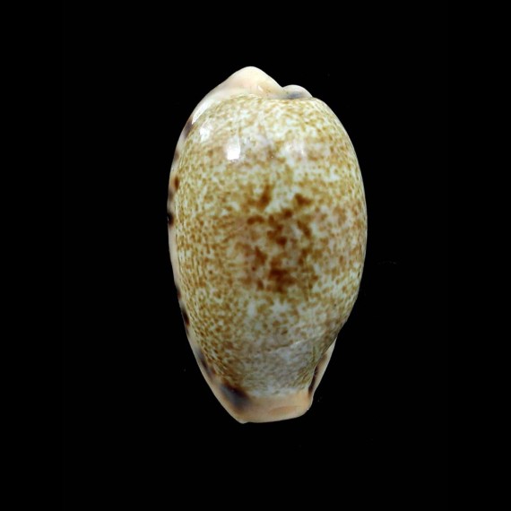 caurica dracena 28,3mm