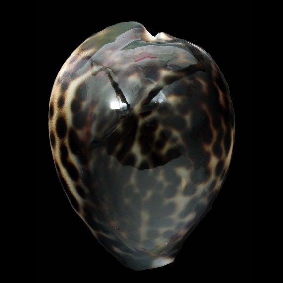 tigris 65,3mm SUPERB