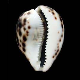 tigris 65,3mm SUPERB