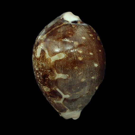 mappa 73,1mm MELANISM