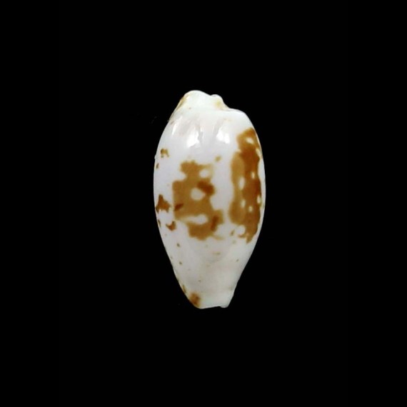 goodallii 12,7mm