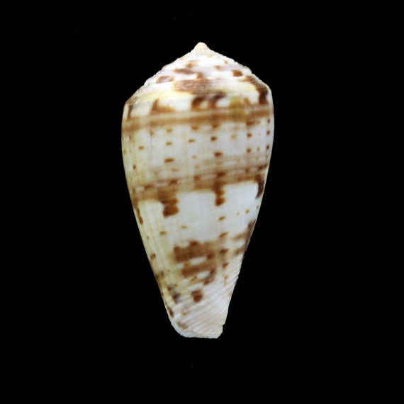 mozambicus lautus 27,0mm