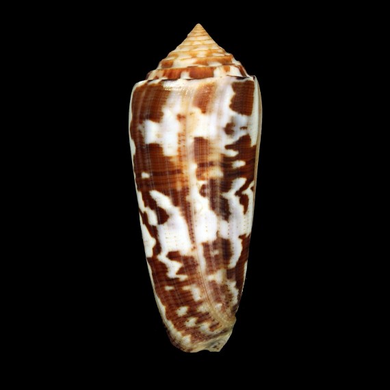gubernator 84,0mm