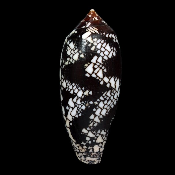 aulicus 113,0mm INDONESIA