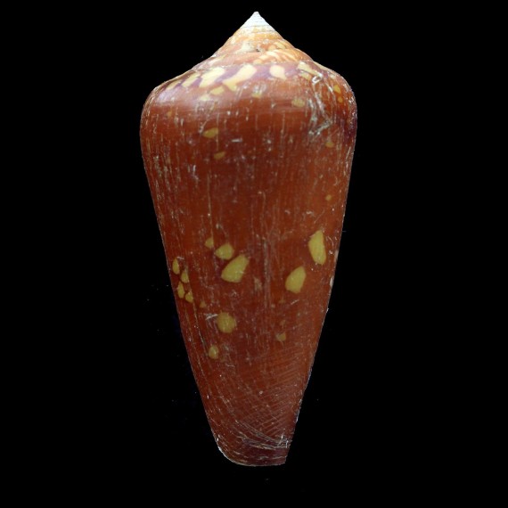 crocatus 61,2mm