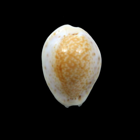 acicularis 20,2mm