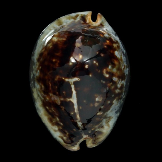 mauritiana 71,0mm