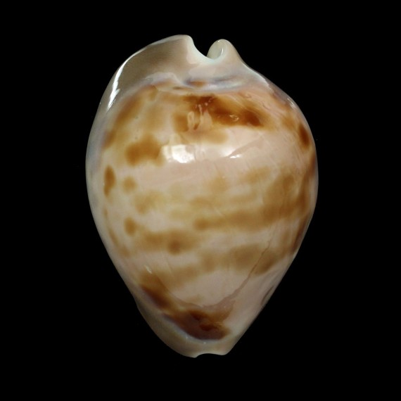 venusta roseopunctata 63,4mm