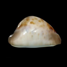 venusta roseopunctata 63,4mm