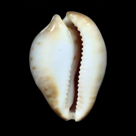 venusta roseopunctata 63,4mm