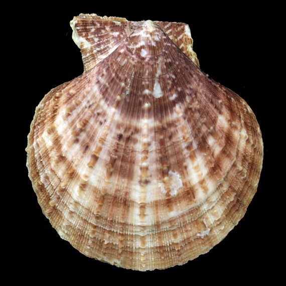 farreri 115,67mm GIANT