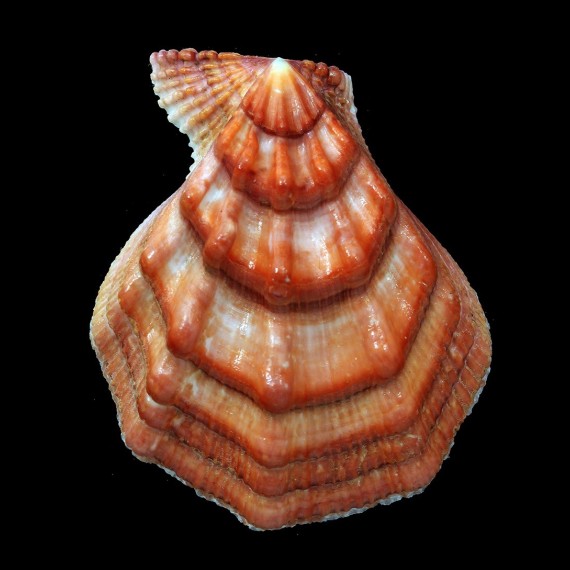 swiftii 105,8mm