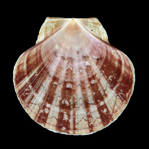 ziczac 57,0mm