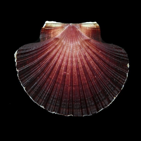 keppelianus 78,8mm