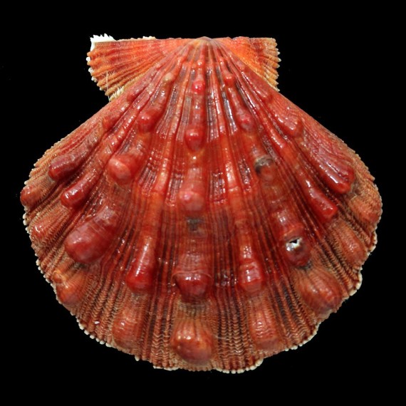 nodosus 85,0mm