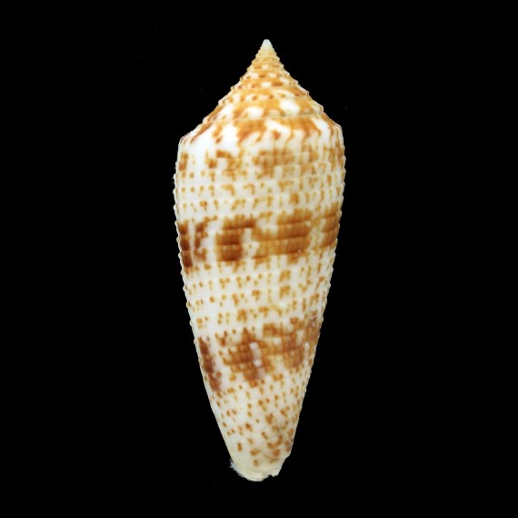 australis duplicatus 57,0mm