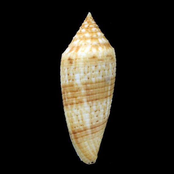 australis 65,0mm