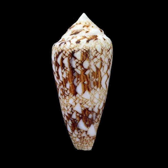 scottjordani 57,6mm
