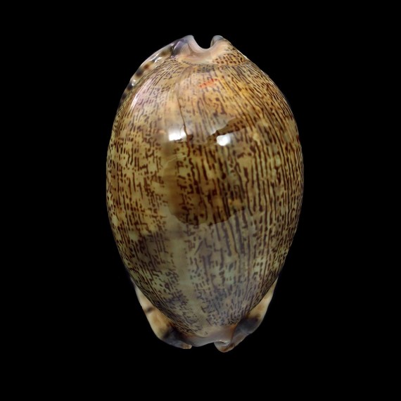 arabica empressae 69,0mm