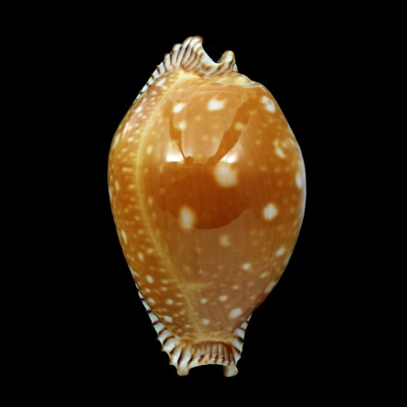 guttata 68,5mm BIG