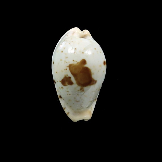 saulae 24,3mm