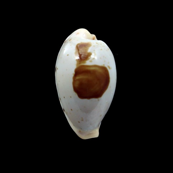 saulae 23,2mm