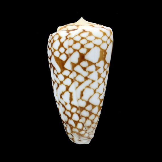 cordigera 50,0mm