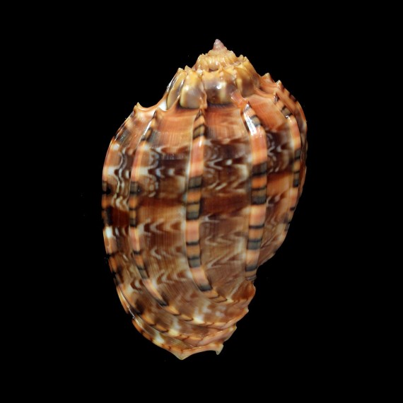 kajiyamai 67,8mm BIG