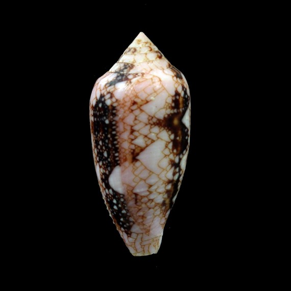 legatus 42,0mm