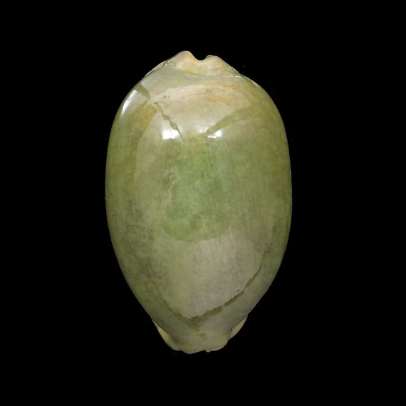 eglantina 61,2mm
