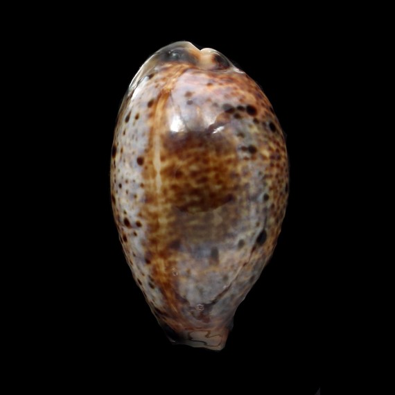 lynx vanelli 65,3mm
