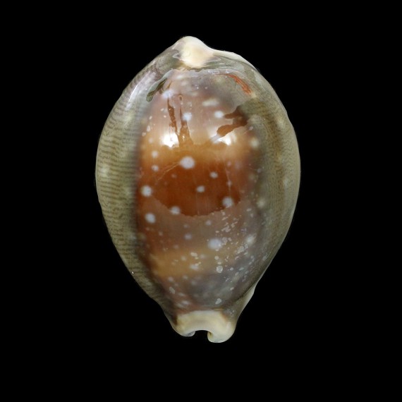 vitellus dama 52,0mm SA