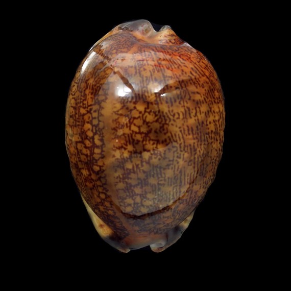 arabica 63,0mm RUSTY