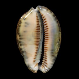 arabica 63,0mm RUSTY