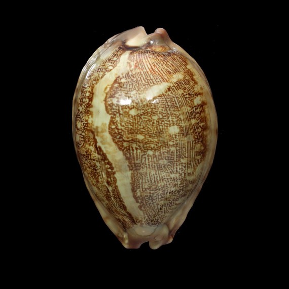 mappa panerythra 81,0mm CALLOUS