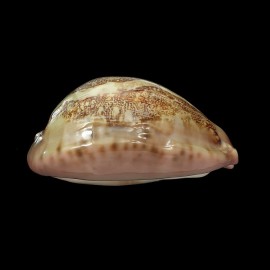 mappa panerythra 81,0mm CALLOUS