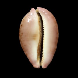 mappa panerythra 81,0mm CALLOUS